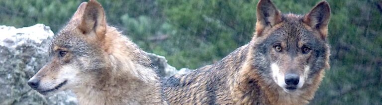 cropped-lobos-en-Robledo.jpeg