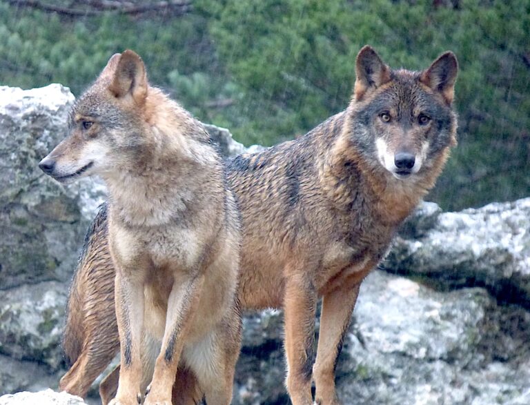 lobos-en-Robledo