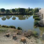 arboles puente piedra 1