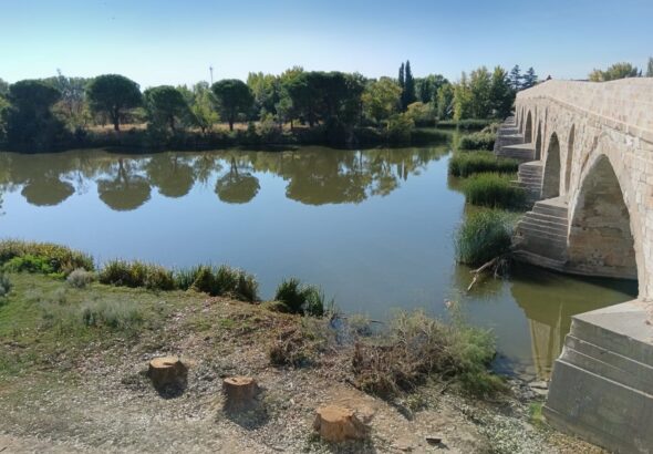 arboles puente piedra 1