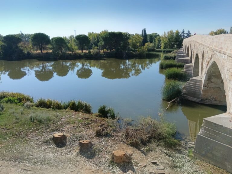 arboles puente piedra 1