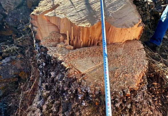 ROBLE CORTADO EN FERRERAS DE ABAJO 2